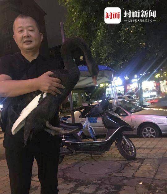 3年前救助过的流浪猫回来了,3只被救助丹顶鹤在中国北疆放飞