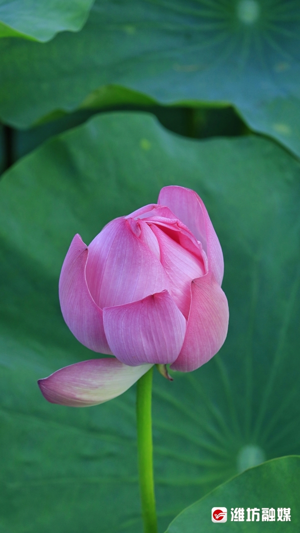 莲叶无穷碧映日荷花别样红美景,莲叶无穷碧映日荷花别样红的风景