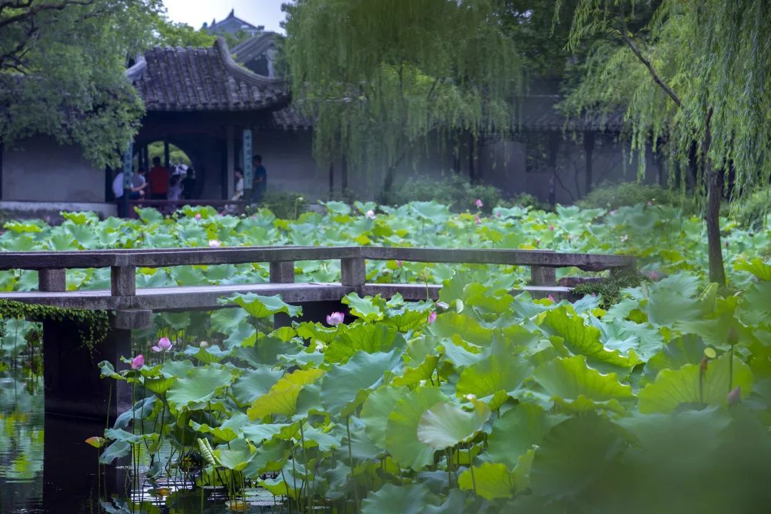 苏州一如既往的夏天,苏州夏日时光