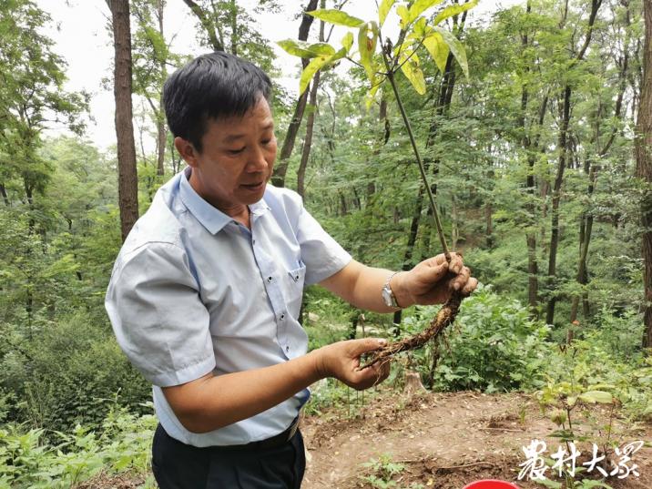 人参繁殖种植,人参怎么繁殖下一代