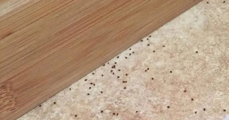 地板不沾灰,天天拖地板有什么危害