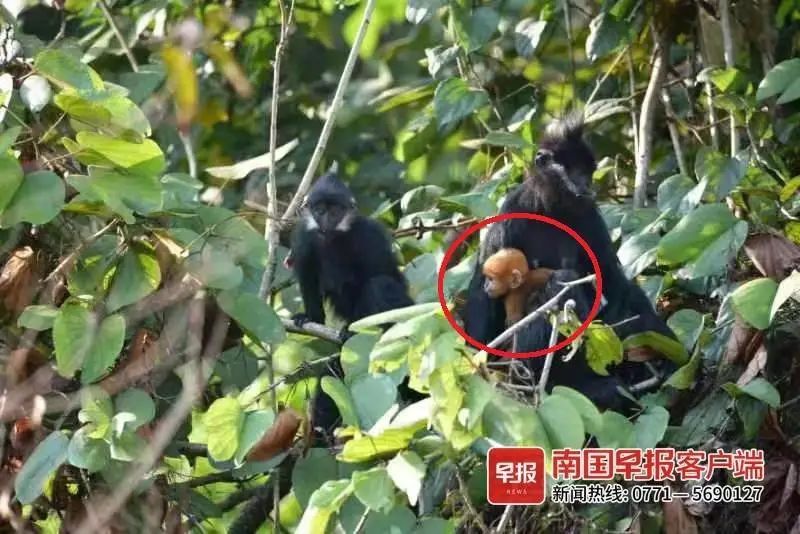 最近一女子和多人暧昧诈骗,新闻搭讪已婚妇女被骗