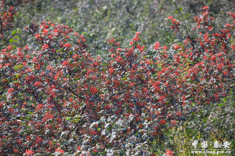 秦安王铺花椒种植技术,秦安多措并举保障花椒丰产丰收