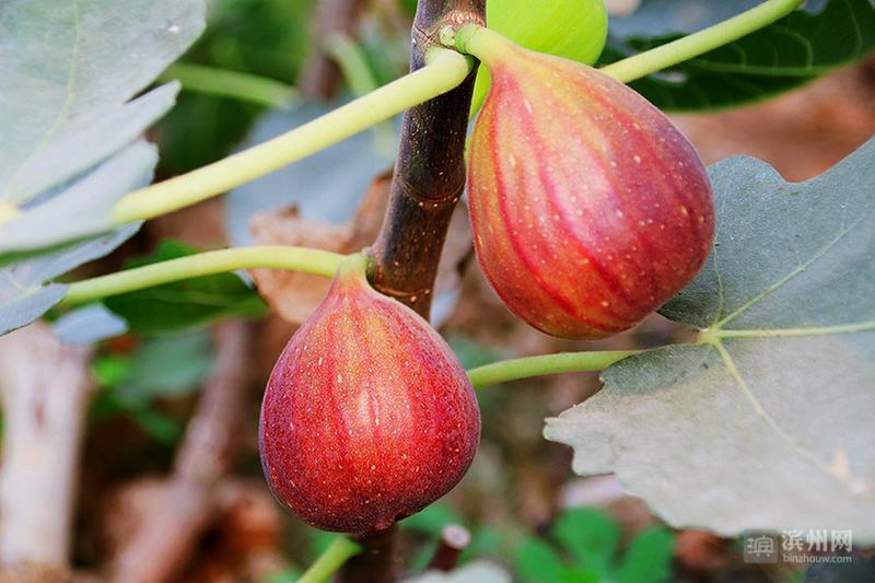 邹平市台子镇十公里水果长廊奉上“甜蜜盛宴”
