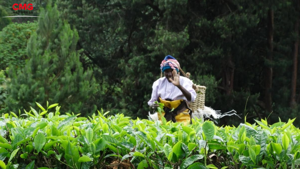 总台记者看世界丨全球第三大产茶国，肯尼亚红茶的口味有多独特？