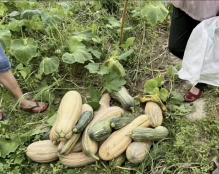 组团偷瓜老人处理结果,老人组团偷瓜怎么处理