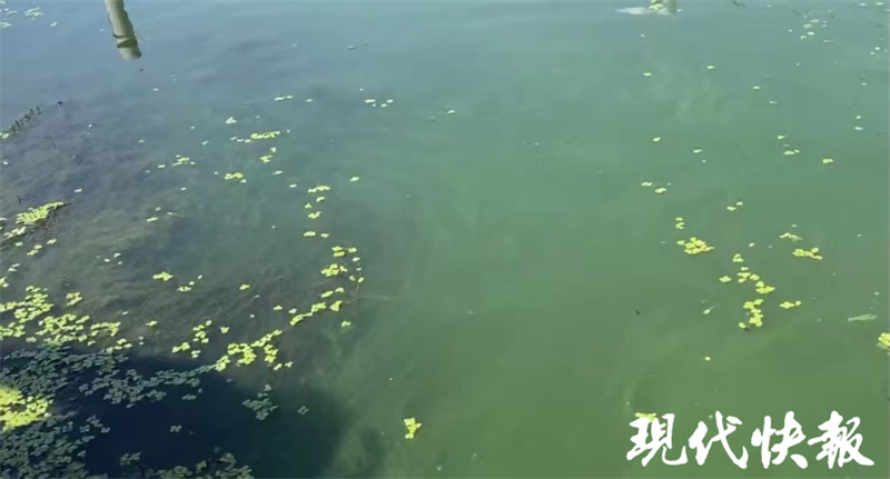 阳澄湖大闸蟹上市时间和价格表,阳澄湖大闸蟹今年上市时间