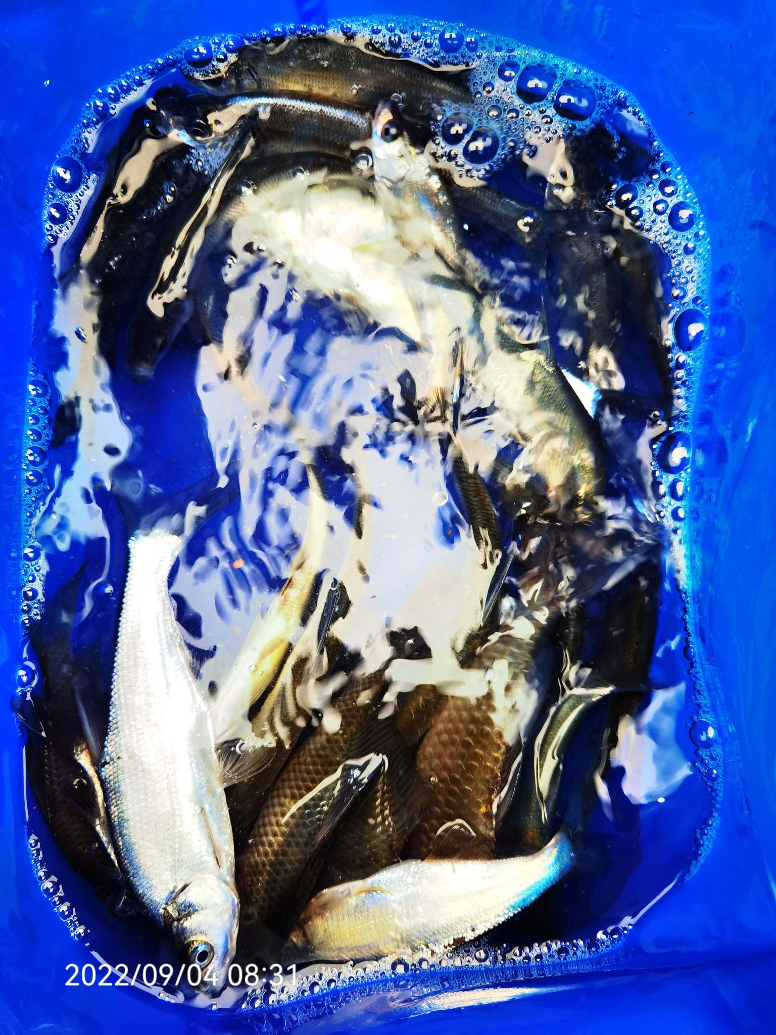 大叔百思不得其解！比起昨日鱼口太磨叽