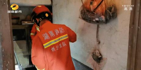 居民凌晨上厕所发现大蛇,凌晨上厕所发现卧室惊现2米大蛇