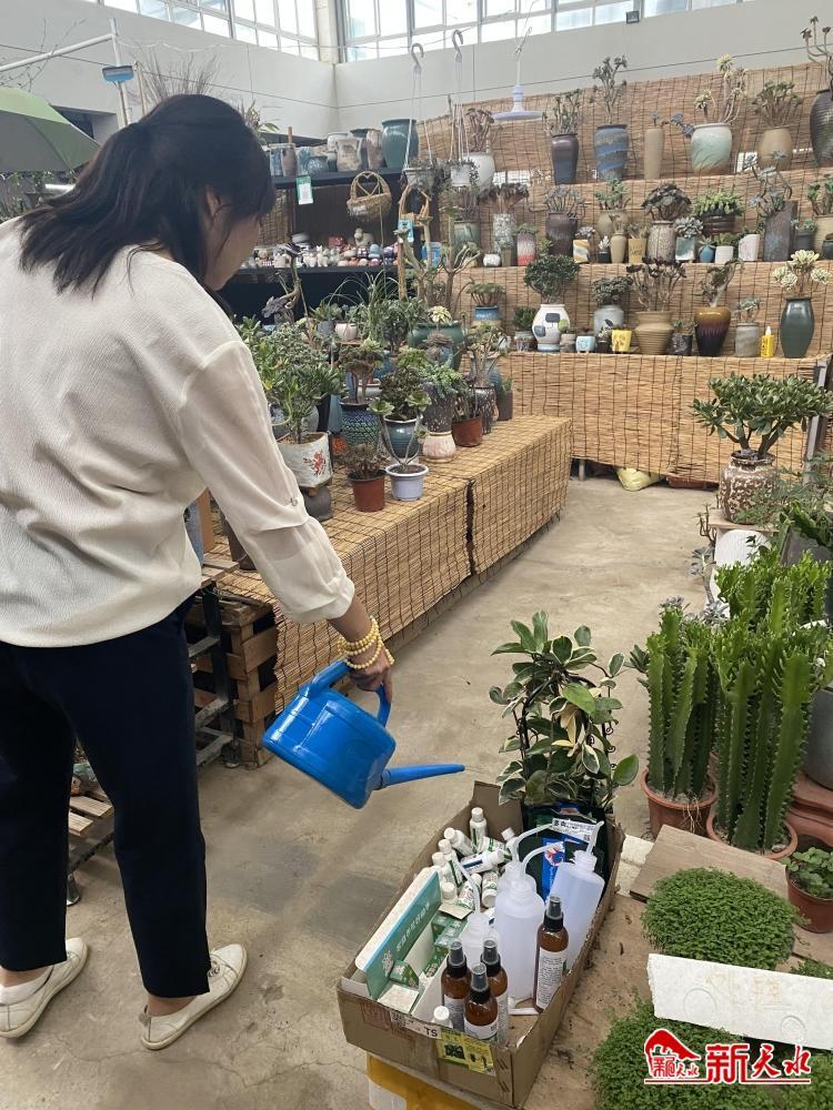 兰花花卉价格表大全,常见兰花交易价格