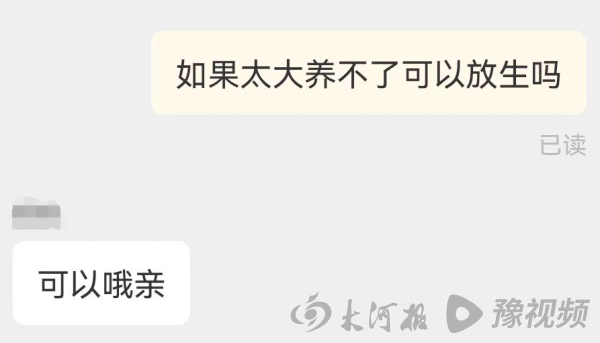 鳄雀鳝的秘密,鳄雀鳝快递视频