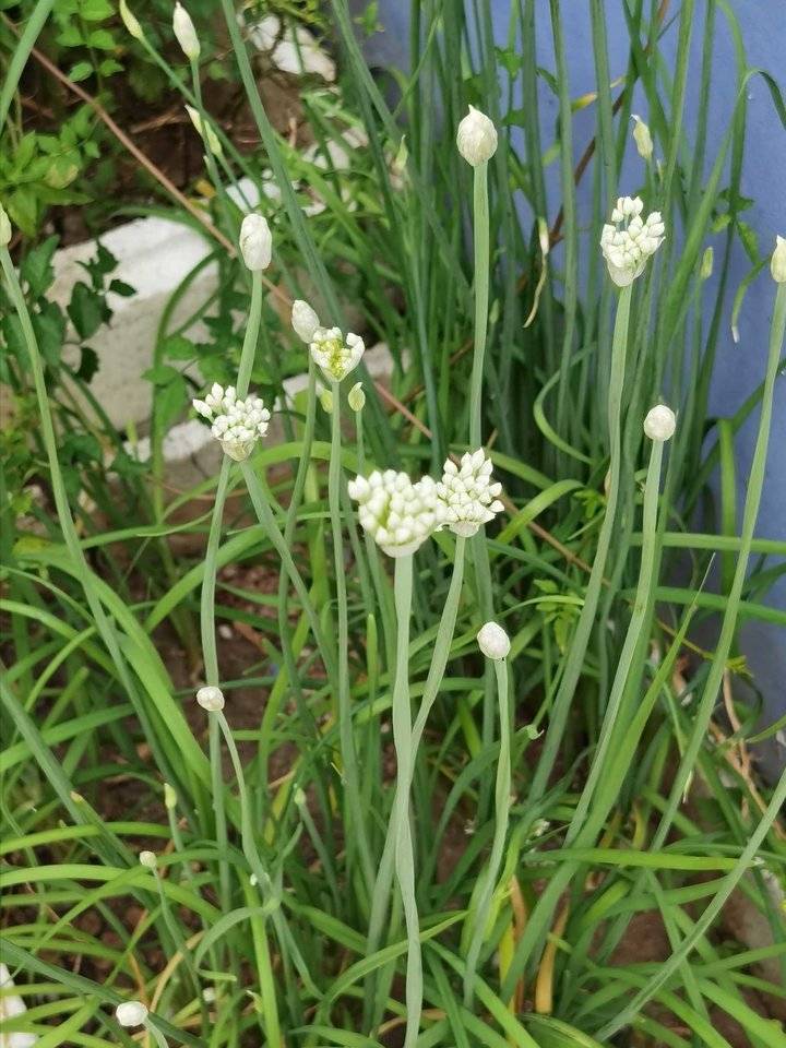 鐢板洯椋庡厜濂藉悆鍠濅笉鐢ㄦ剚,鐢板洯椋庡厜缇庨奔鑲ョɑ绫抽