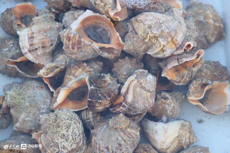 7月份日照海鲜大概价位,日照国庆海鲜价格