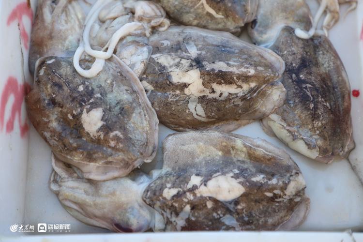 7月份日照海鲜大概价位,日照国庆海鲜价格