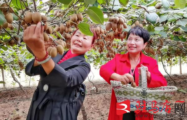 驻马店汝南猕猴桃,小小软枣猕猴桃托起乡村振兴梦