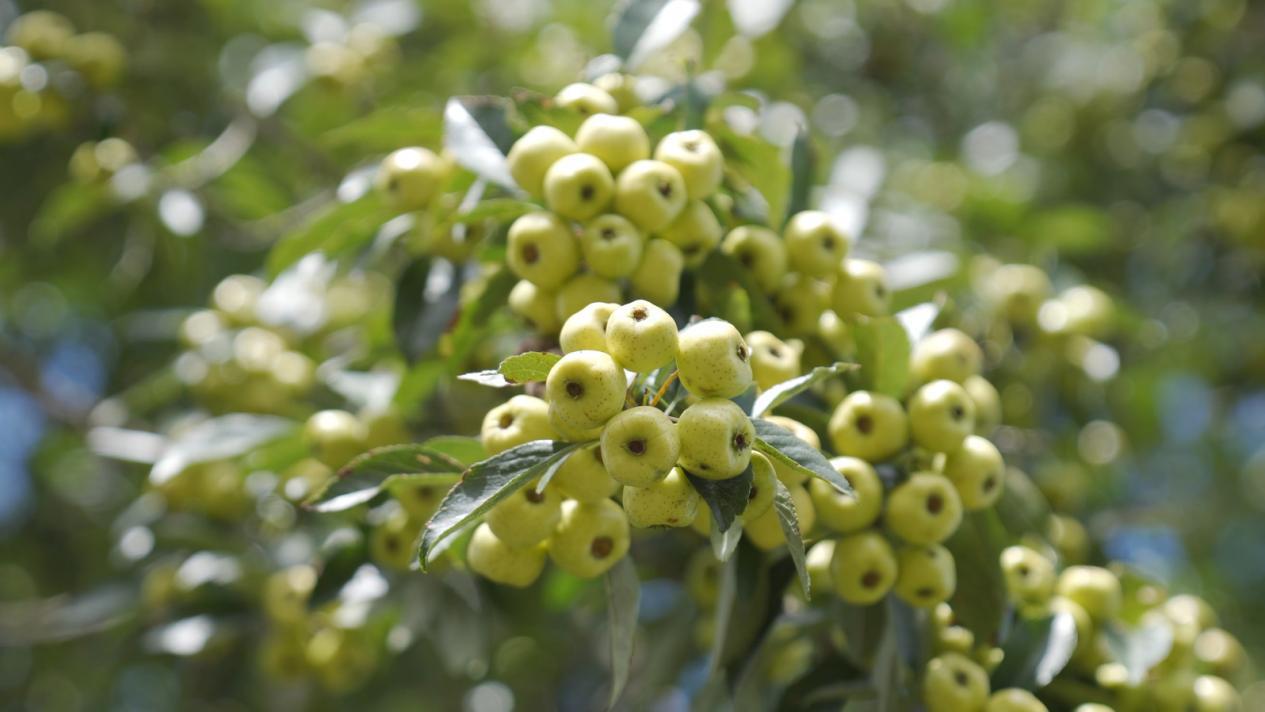 牟定农家乐和休闲农庄,牟定世外桃源山庄