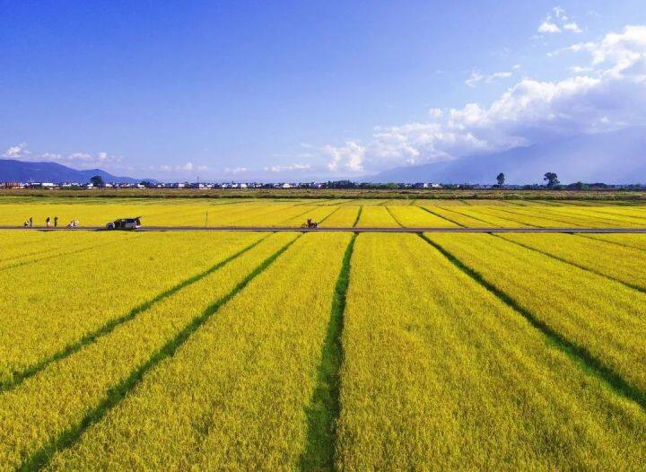 昆明最美的秋天,别眨眼带你看花海