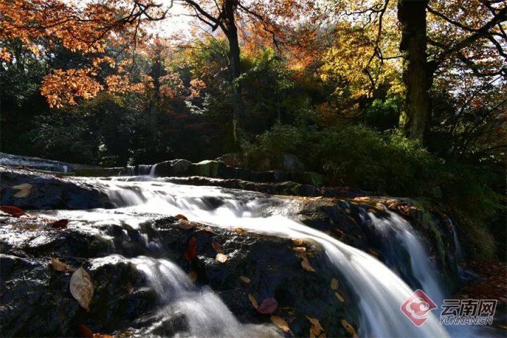 昆明最美的秋天,别眨眼带你看花海