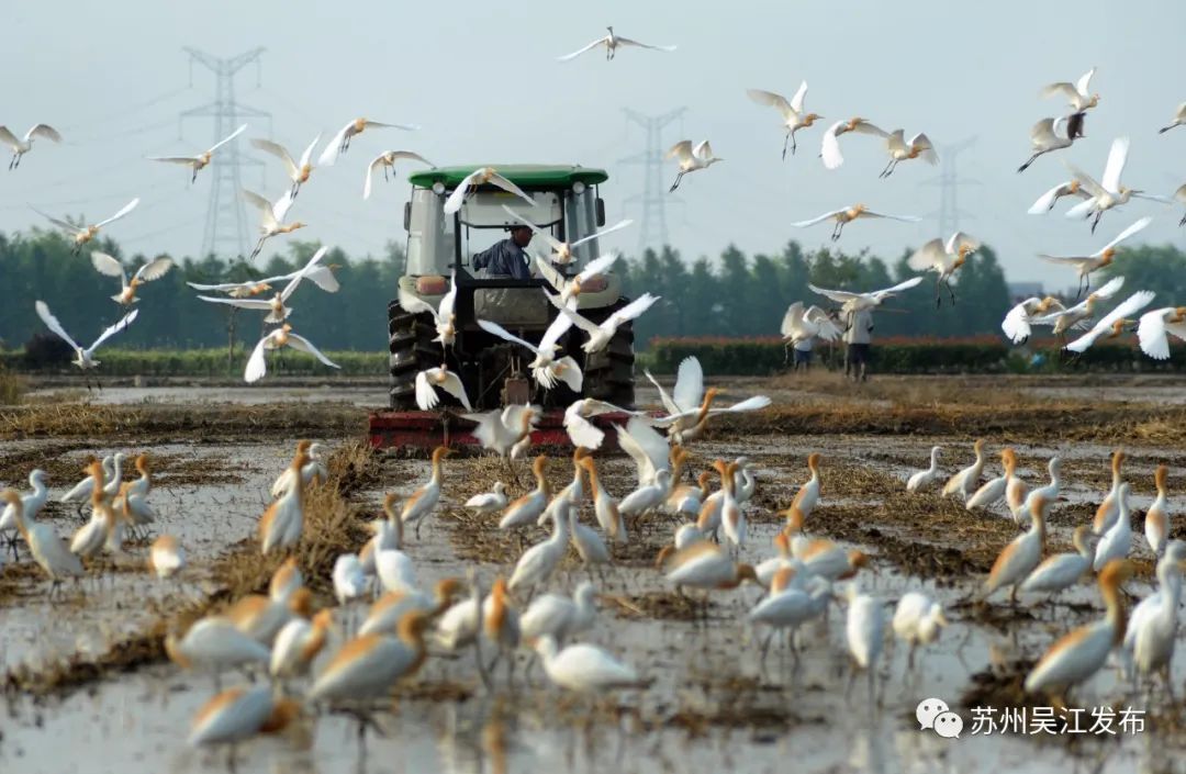 这样美的吴江，从何而来？