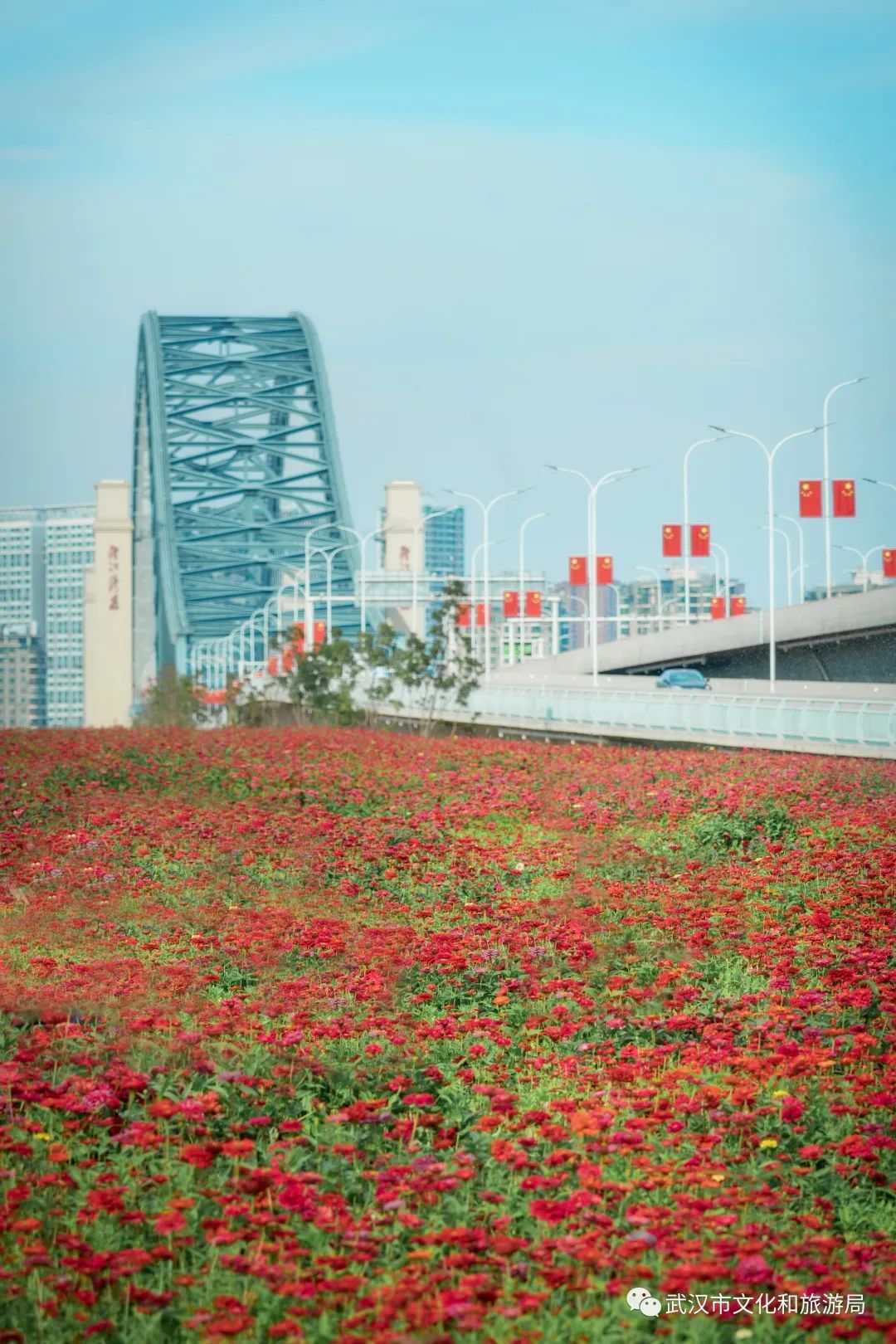 怎么拍一片花海,一片花海怎么拍