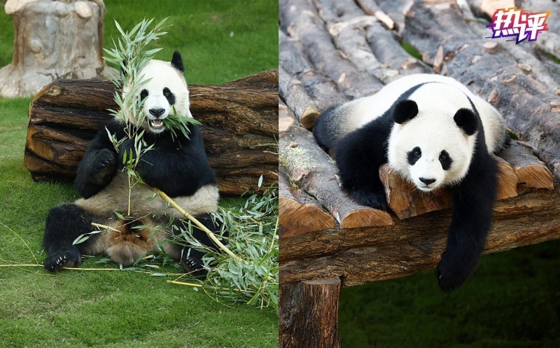 世界杯赛事热议,这届世界杯有哪些中国元素