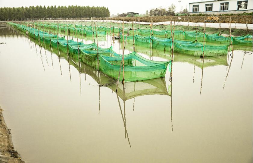 阳澄湖大闸蟹亩产量一般多少斤,微山湖大闸蟹养殖方法