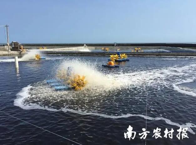 中国对虾养殖新技术研发成果,对虾养殖业必由之路