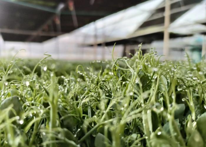 渭南市白水县刘家卓：芽苗菜种植巧打时间差成为富民新引擎