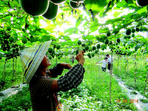 桂林这种山间野果如何变金果,广西桂林野果桃金娘