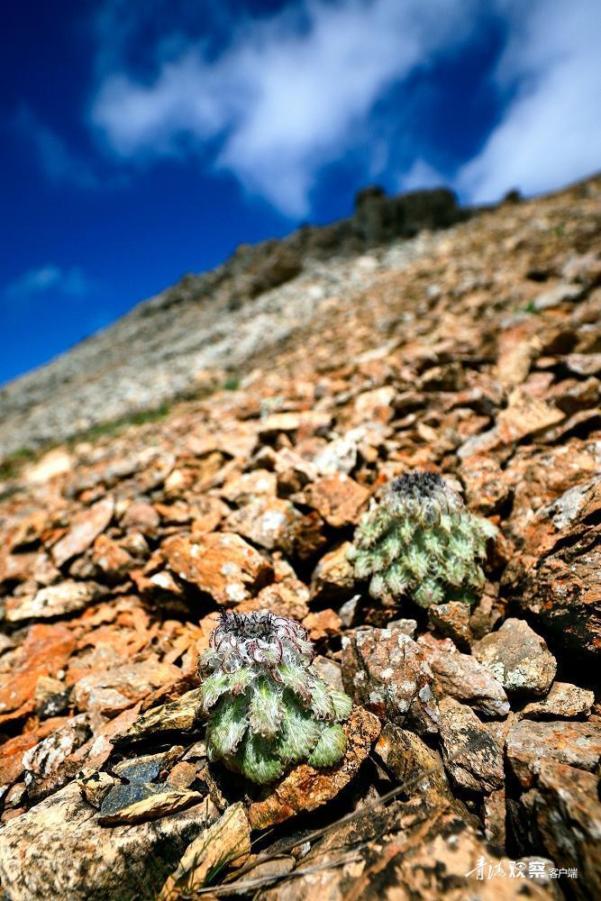 高原上的各种花真是太美了 (高原上的各种美丽花)