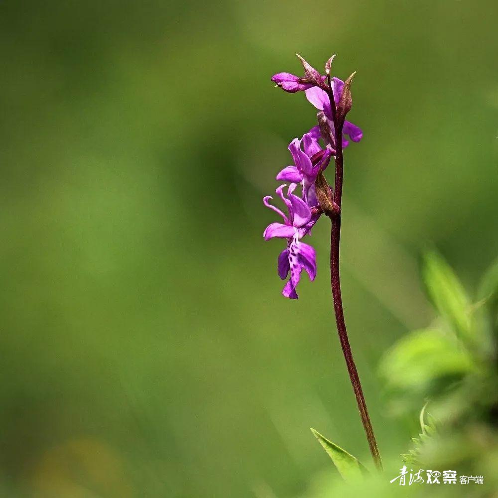 高原上的各种花真是太美了 (高原上的各种美丽花)
