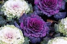 你好幼儿园主题活动方案,你好幼儿园活动