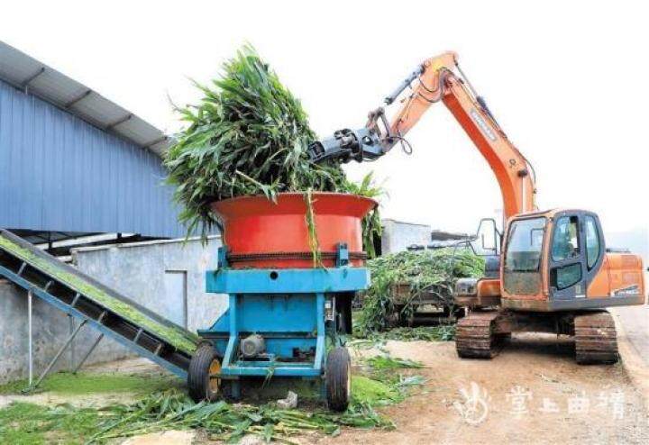 肉牛养殖西门塔尔牛,肉牛养殖方法