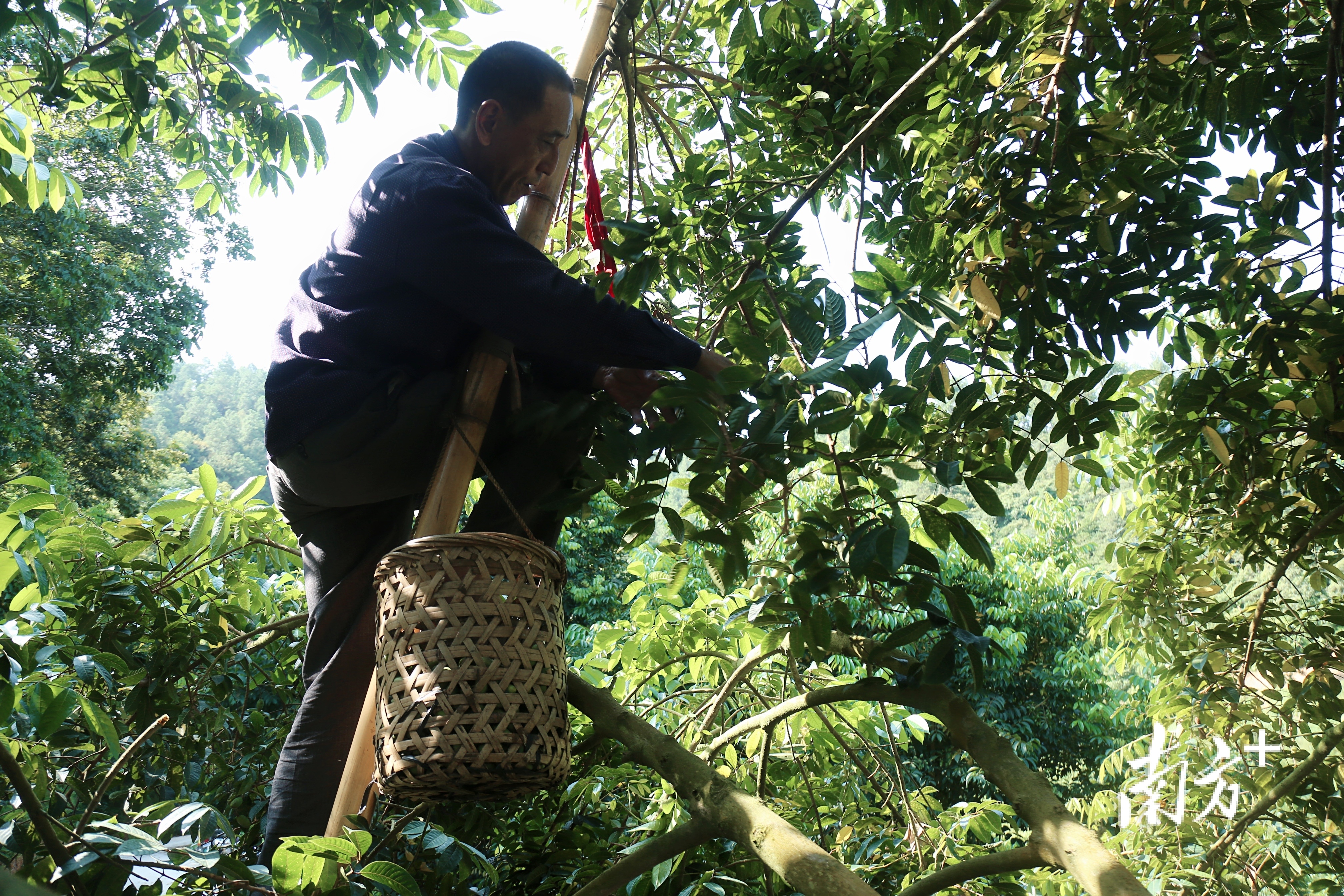 橄榄树怎么采摘,野生橄榄树怎么摘