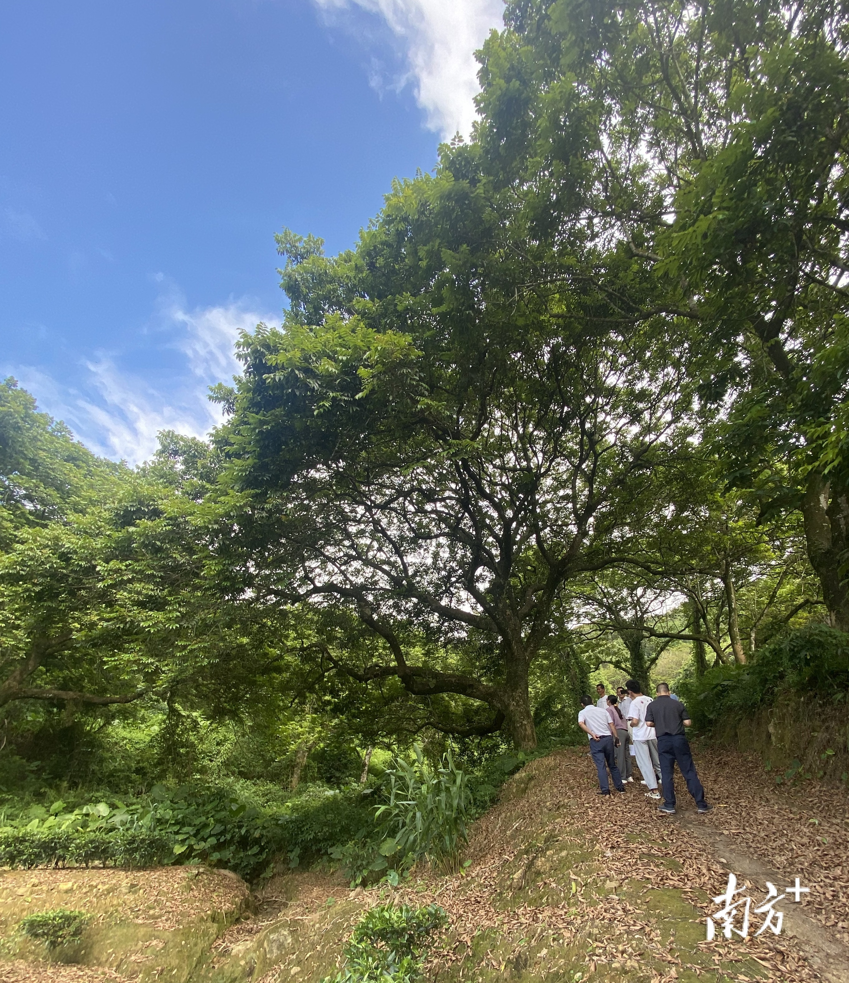 市面上好吃的橄榄有几个品种,橄榄的种类和区别