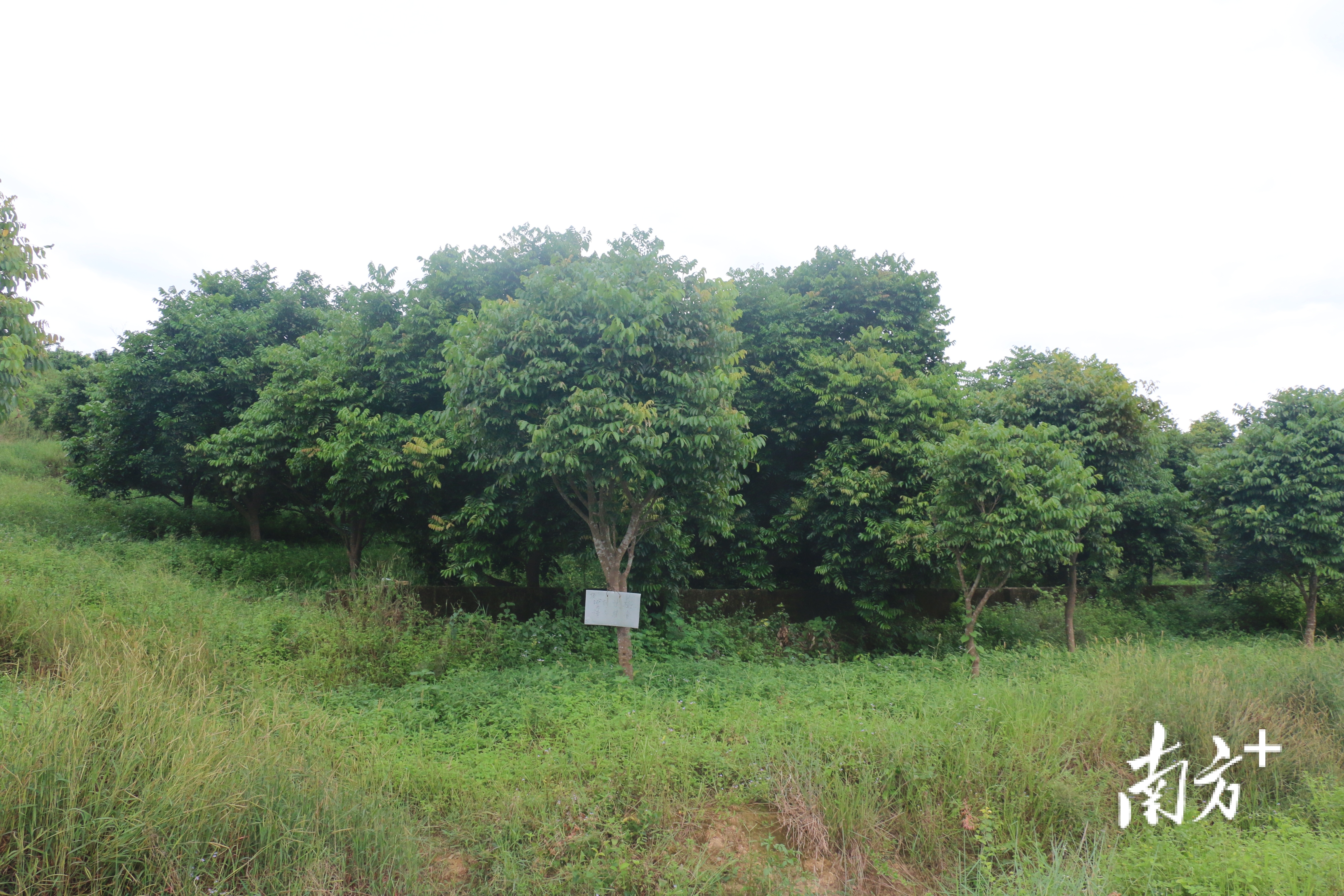 普通橄榄与三捻橄榄的区别,市面上好吃的橄榄有几个品种