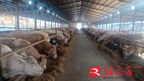 养殖上万头牛的大户,农村养殖100多头牛