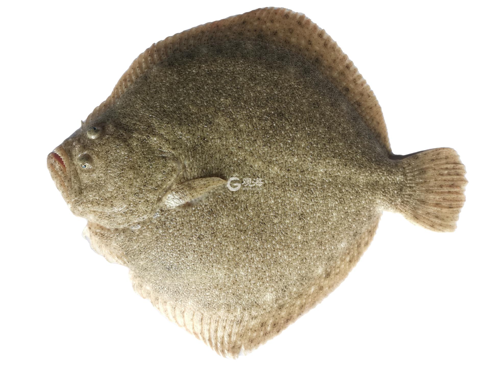 中国多宝鱼实现了人工养殖,近海养殖多宝鱼