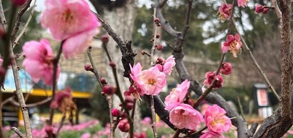 昆明春节旅游攻略图文介绍,兔年春节这份攻略带你玩转昆明