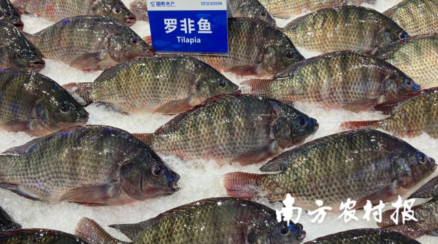 好消息！多个水产品迎来春天？对虾大涨2元/斤，鳜鱼、黄颡鱼、罗非鱼……