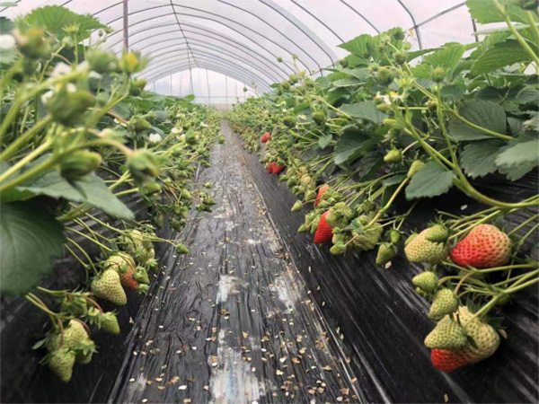 上海青浦草莓采摘基地,金山草莓和青浦草莓