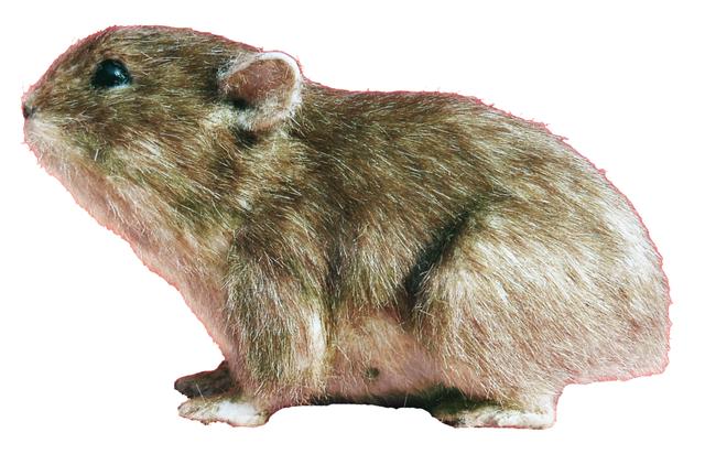 兔年说兔：安徽有地方以兔命名“皖兔”新品种未来可期