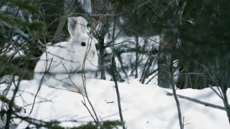 为什么今年的兔是本命兔,生肖兔怎么区分是什么兔