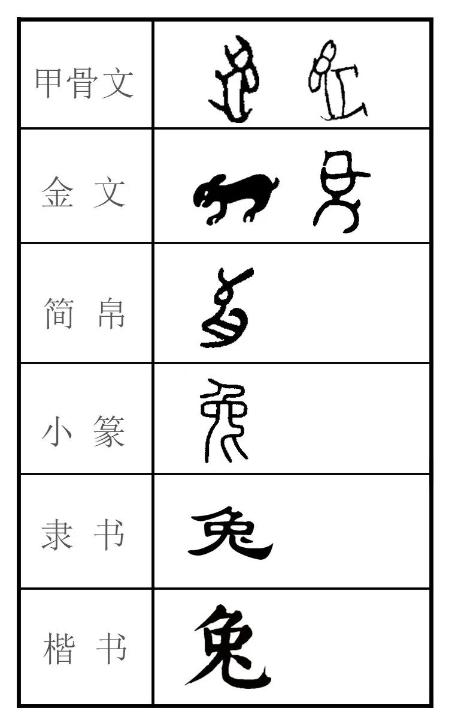 兔年有什么兔子,兔年遇见野兔预兆