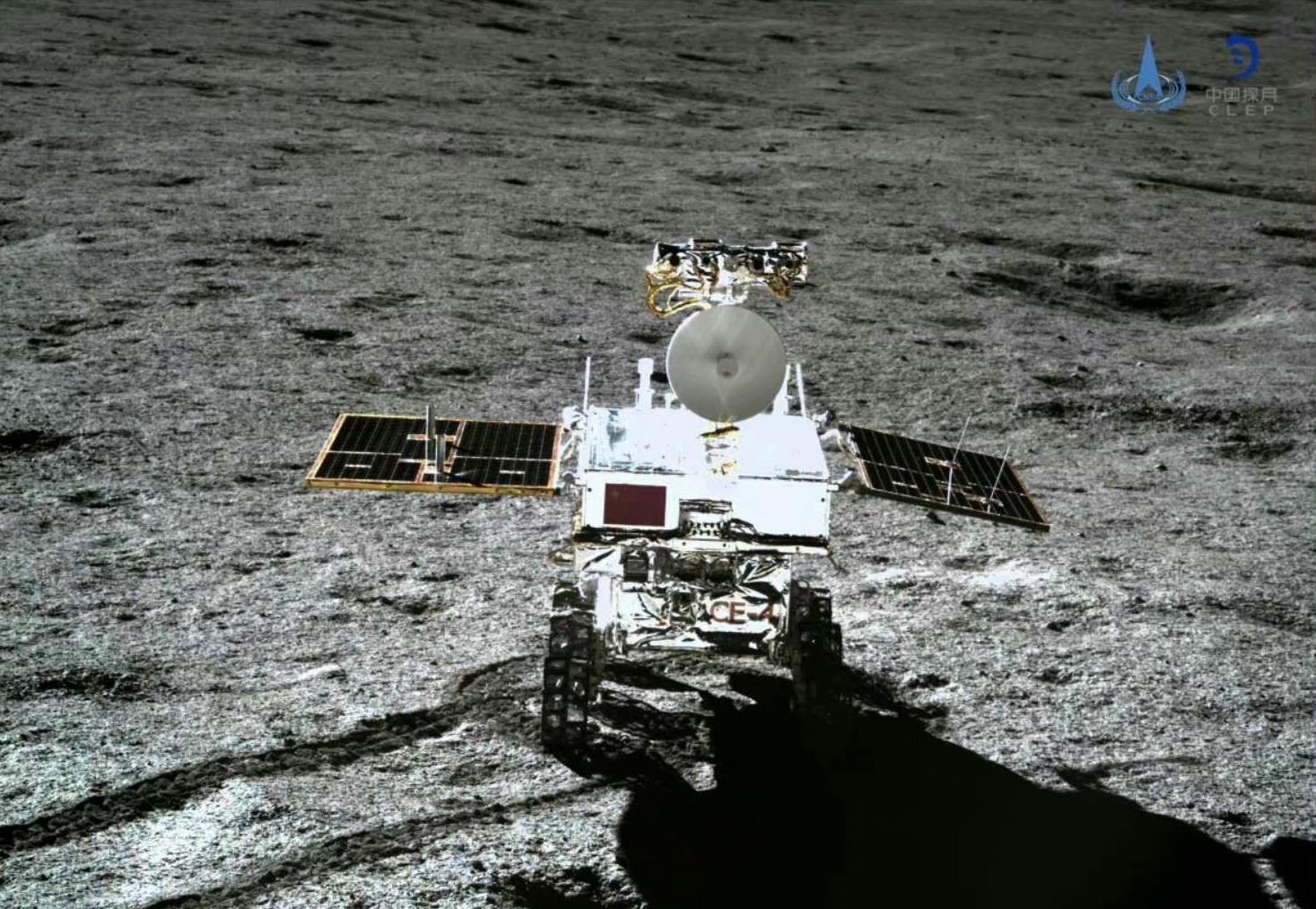 兔年有什么兔子,兔年遇见野兔预兆