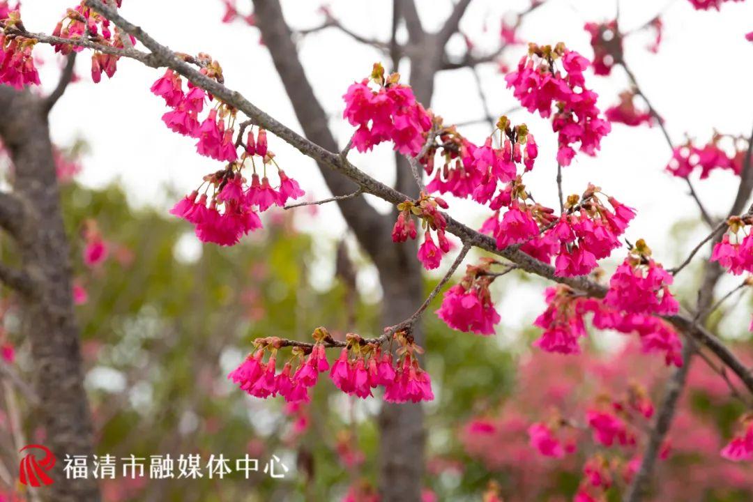 福清赏樱花,福清粉色樱花