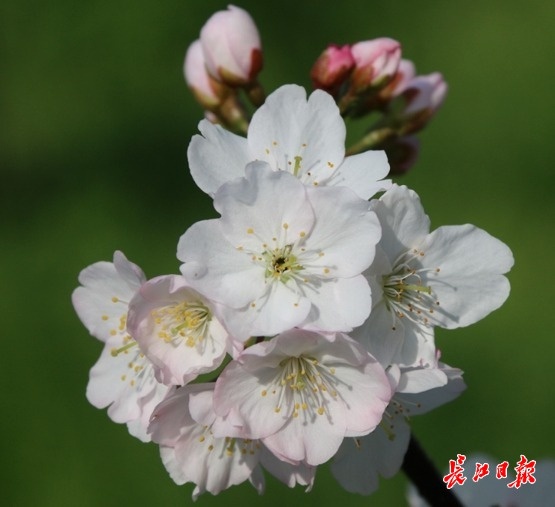 在樱花校园怎么找到自己的老家,樱花最开始的初始地是哪里