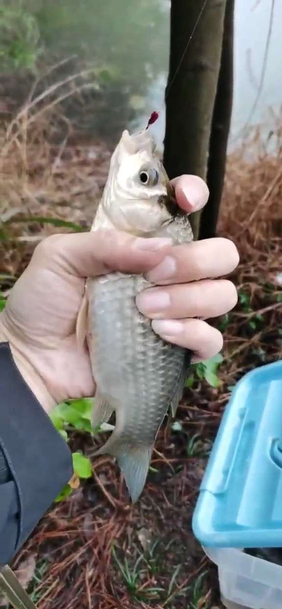 初春传统钓思路需得当不走空军路,初春传统钓鲫鱼