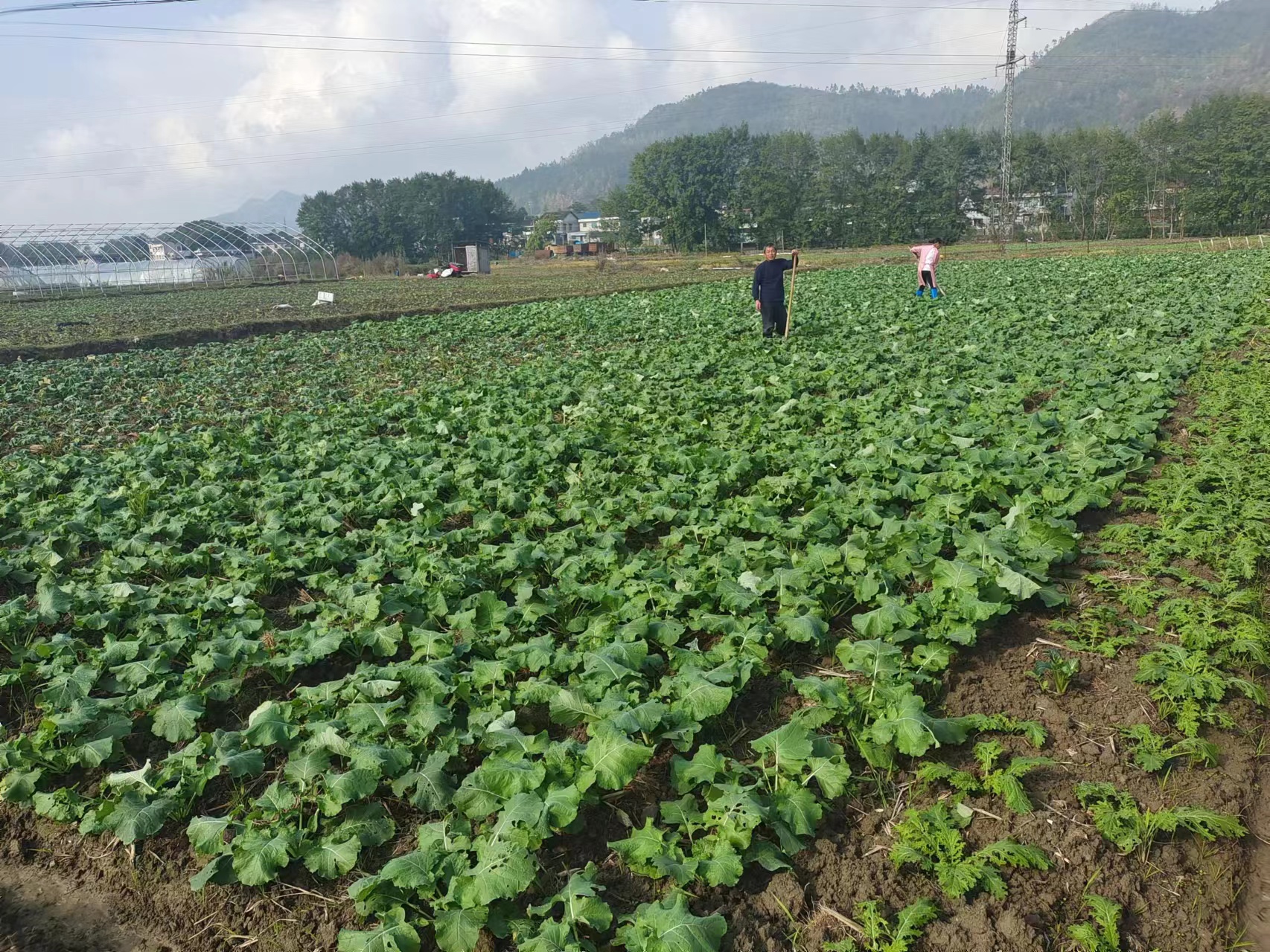 秀山清溪：“三强三服务”助力春耕备耕绘就“植”此青绿