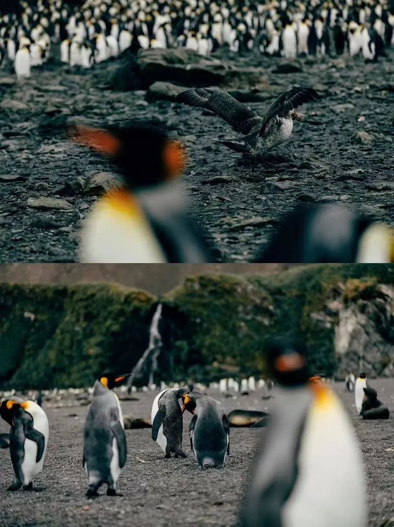 谁花了20万去南极找罪受？？